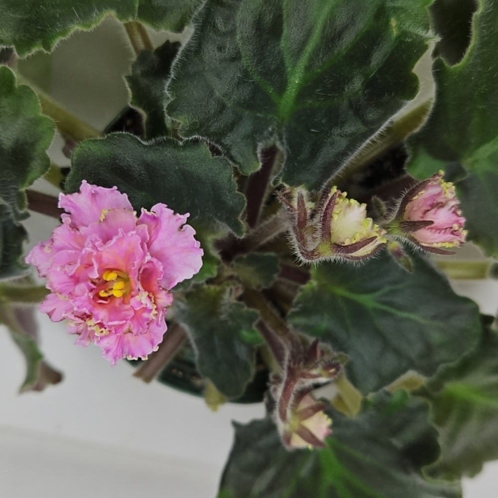 Mother Plant LE-ZLATO SKIFOV GOLD OF SCYTHIANS Named Variety Of AV